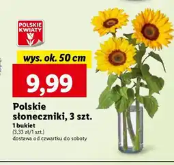Lidl Słonecznik 50 cm oferta