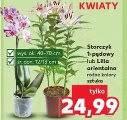 Kaufland Storczyk 1 pęd 12 cm oferta