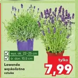 Kaufland Lawenda wąskolistna oferta