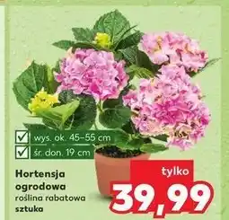 Kaufland Hortensja ogrodowa śr. 19 cm oferta