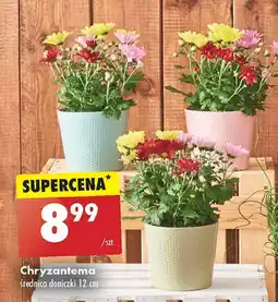 Biedronka Chryzantema don. 12 cm oferta