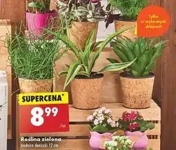 Biedronka Roślina zielona 12 cm oferta