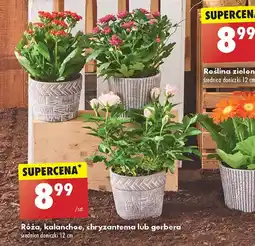 Biedronka Róża w doniczce oferta