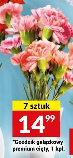 Twój Market Gożdzik gałązkowy premium cięty 7 szt oferta