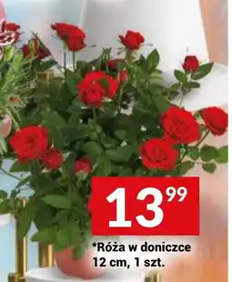 Twój Market Róźa w doniczce 12 cm oferta