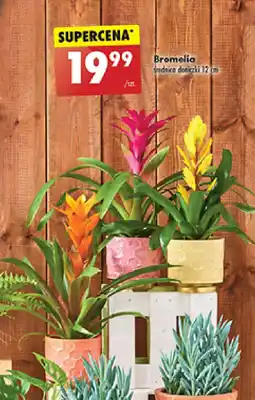 Biedronka Bromelia oferta