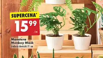 Biedronka Monstera Monkey Mask śr. 11 cm oferta
