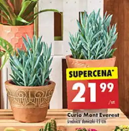 Curio Mont Everest śr. 15 cm