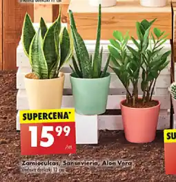 Biedronka Zamioculcas, Sansevieria, Aloe Vera śr. 12 oferta