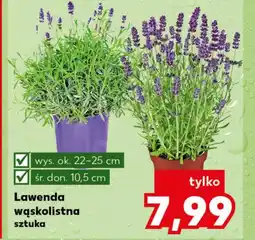 Kaufland Lawenda Ok oferta