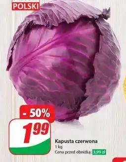 Dino Kapusta czerwona Polski oferta