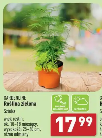 ALDI GARDENLINE Roślina zielona oferta