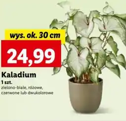 Lidl Kaladium 1 szt. oferta