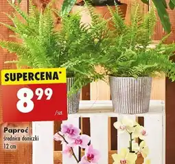 Biedronka Paproć 12 cm oferta