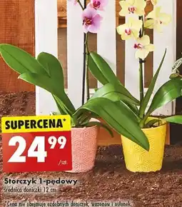 Biedronka Storczyk 1-pedowy oferta
