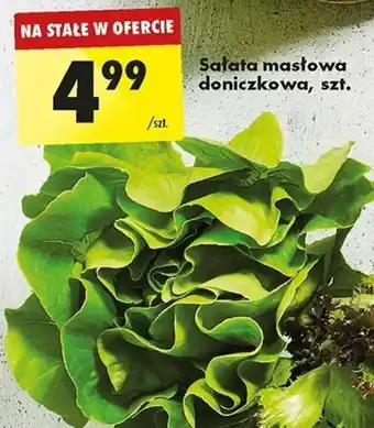 Biedronka Sałata masłowa doniczkowa szt. oferta