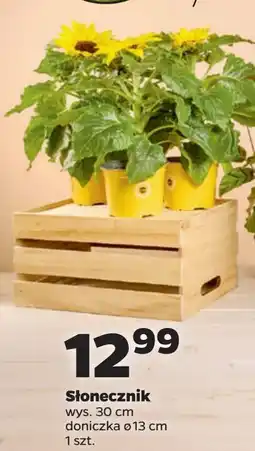 Netto Słonecznik 30 cm oferta