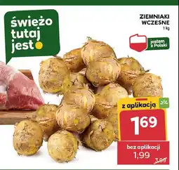 Stokrotka Ziemniaki wczesne oferta