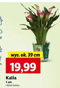 Lidl Kalia oferta