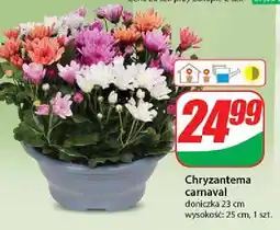 Chryzantema carnawal