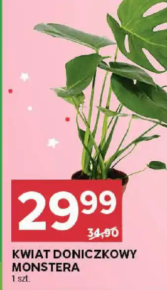 Stokrotka KWIAT DONICZKOWY MONSTERA, szt. oferta