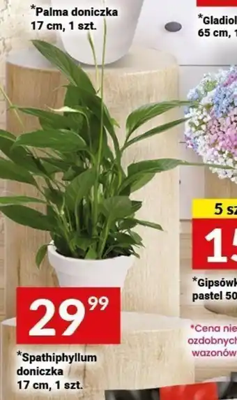 Twój Market Spathiphyllum doniczka 17 cm oferta