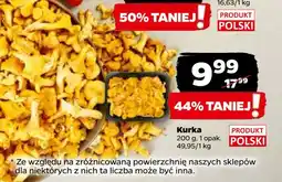 Netto Kurki polska oferta