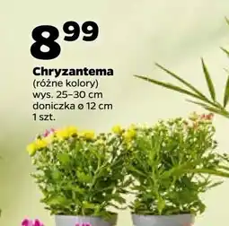 Netto Chryzantema 12 cm oferta