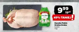 Kaczka Kraina Kraka
