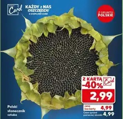 Kaufland Słonecznik polski oferta