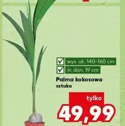 Kaufland Palma kokosowa oferta