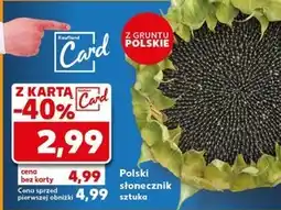 Kaufland Słonecznik Kaufland oferta