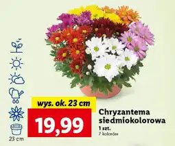 Lidl Chryzantema siedmiokolorowa, szt. oferta