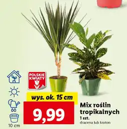 Mix roślin tropikalnych, szt.