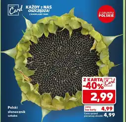 Kaufland Słonecznik polski oferta