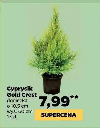 Netto Cyprysik Gold Crest oferta