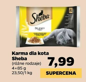 Netto Karma dla kota Sheba oferta