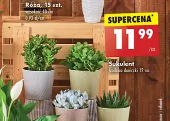 Biedronka Sukulent w doniczce 12 cm oferta
