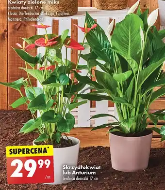 Biedronka Skrzydłokwiat oferta