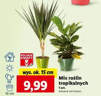 Lidl Dracena oferta