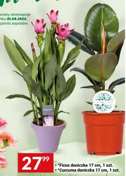 Twój Market Ficus doniczka 17 cm / Curcuma doniczka 17 cm, 1 szt. oferta