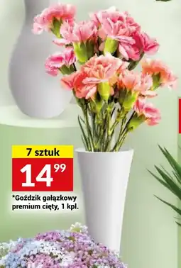 Twój Market Goździk gałązkowy premium cięty, 7 szt. oferta