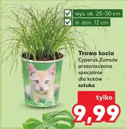 Kaufland Trawa kocia, szt. oferta