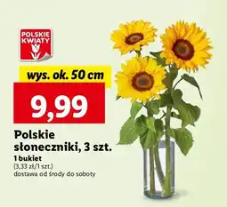 Lidl Słonecznik 50 cm oferta
