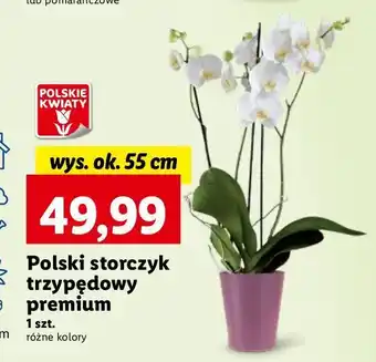 Lidl Storczyk 3-pędowy 55 cm oferta