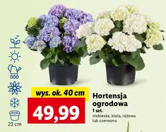 Lidl Hortensja ogrodowa niebieska oferta