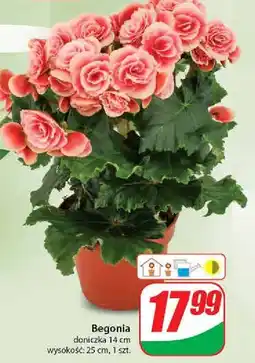 Dino Begonia oferta