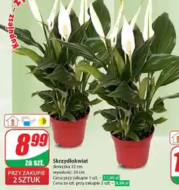 Dino Skrzydłokwiat don. 12 cm oferta