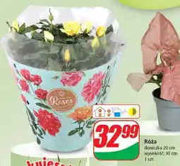 Dino Różą oferta