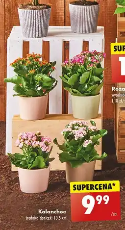 Biedronka Kalanchoe oferta